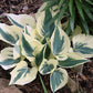 Great Escape Hosta Plants online shopping