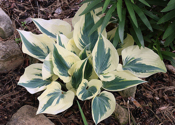 Great Escape Hosta Plants online shopping