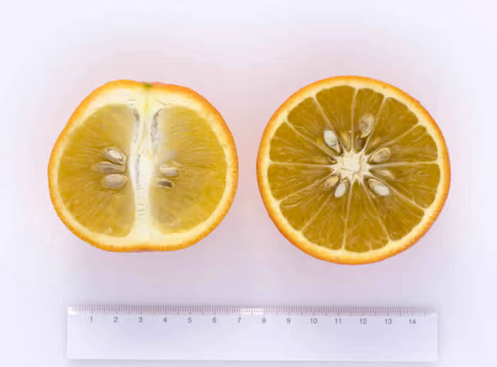 Fraser Seville Sour Orange Budwood citrus plant material online shopping