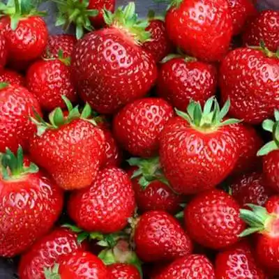 Tristar Everbearing Strawberry