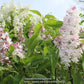 Beauty of Moscow Krasavitsa Moskvy Lilac lilac plant online shopping