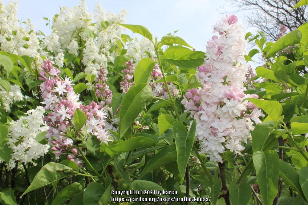 Beauty of Moscow Krasavitsa Moskvy Lilac lilac plant online shopping