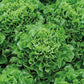 Eliance Organic Chicory