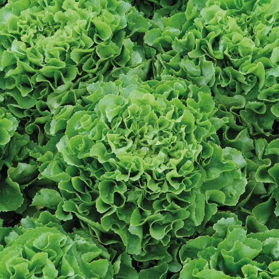 Eliance Organic Chicory