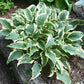 Leather And Lace Hosta Plants online shopping