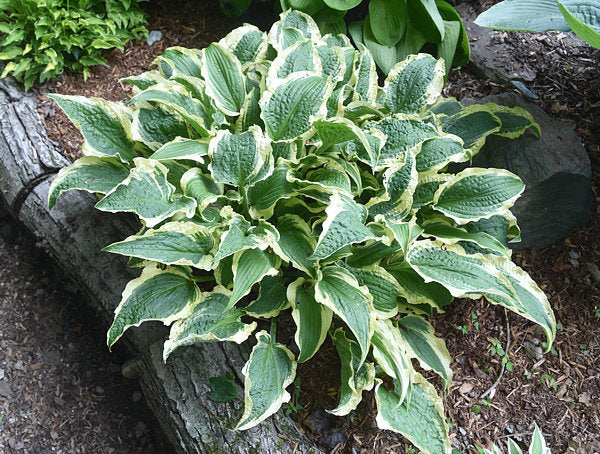Leather And Lace Hosta Plants online shopping