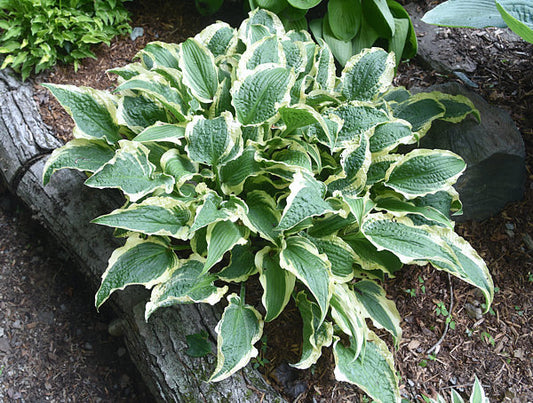 Leather And Lace Hosta Plants online shopping
