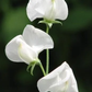 Dorothy Eckford Heirloom Sweet Pea seeds online shopping