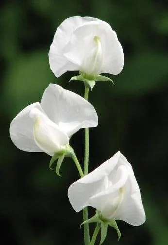 Dorothy Eckford Heirloom Sweet Pea seeds online shopping