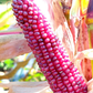 Pink Popcorn Corn