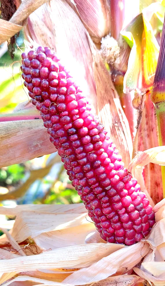 Pink Popcorn Corn