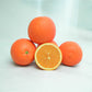 Atwood Navel Orange Budwood citrus plant material online shopping