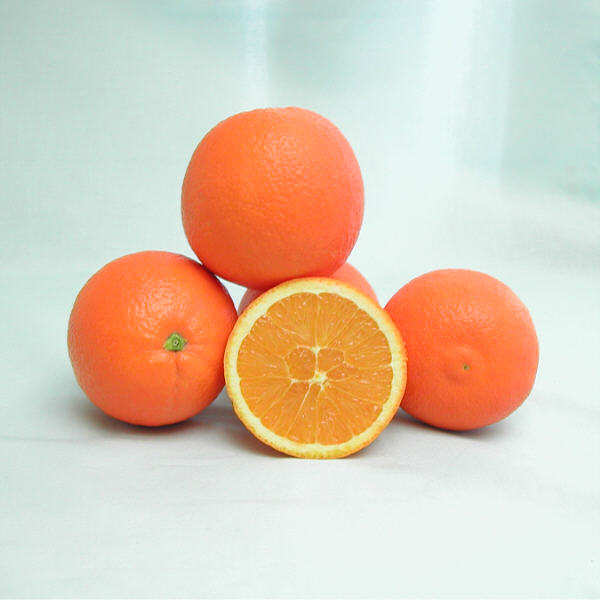 Atwood Navel Orange Budwood citrus plant material online shopping