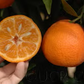 SRA 92 Clementine Budwood citrus plant material online shopping