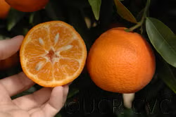 SRA 92 Clementine Budwood citrus plant material online shopping