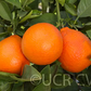 Clementine x Pearl Mandarin Hybrid Budwood citrus plant material online shopping