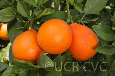 Clementine x Pearl Mandarin Hybrid Budwood citrus plant material online shopping