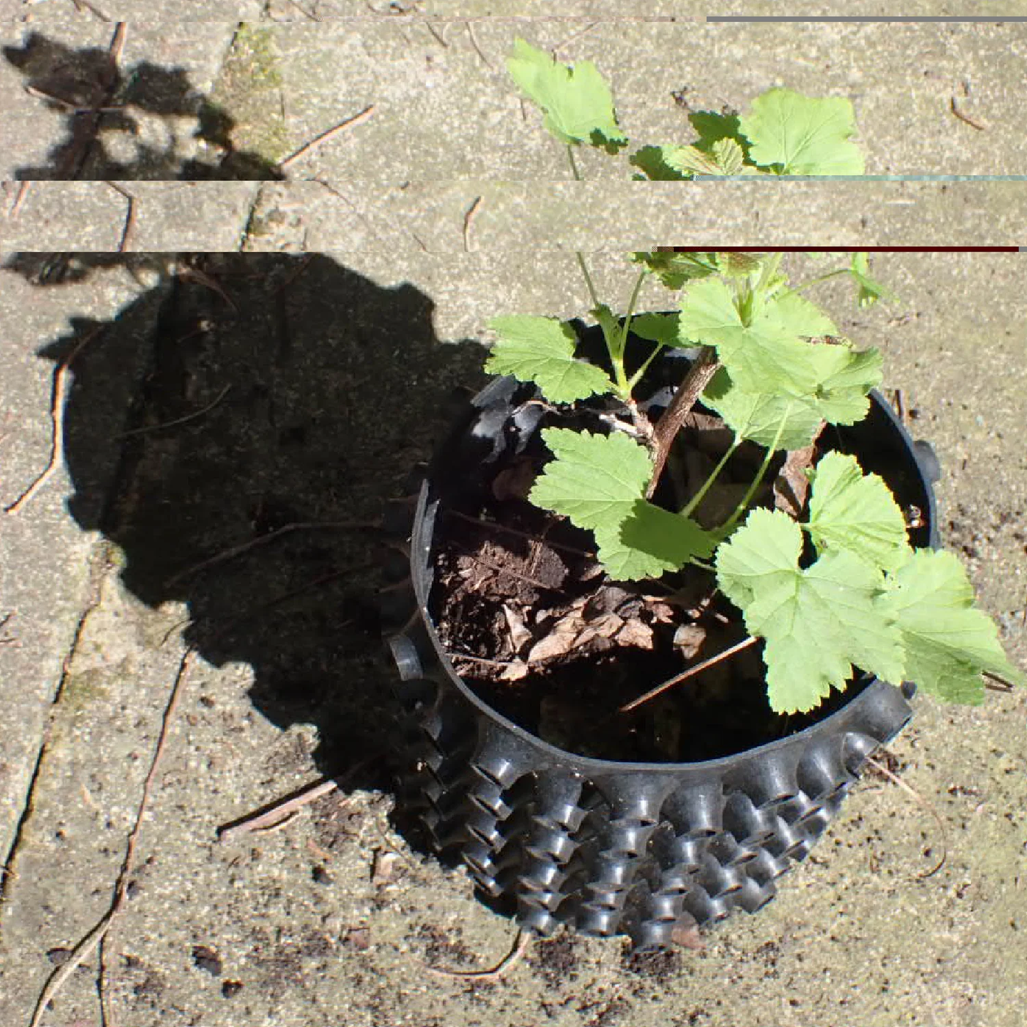 rubber pots for plants Fairgrow Natural Rubber Nursery Pots – EVERGREEN