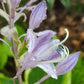 Sugar Cookie Hosta Plants online shopping