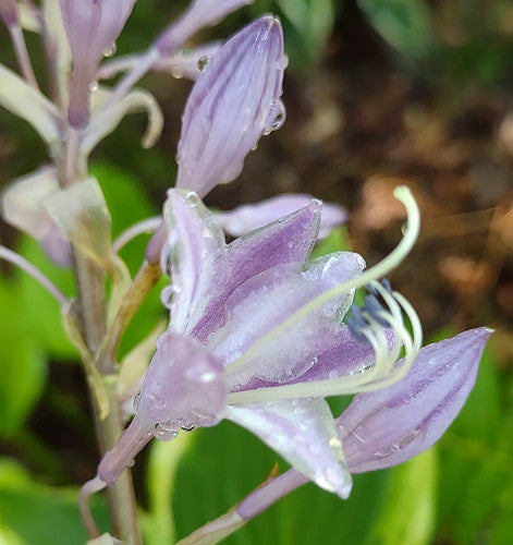 Sugar Cookie Hosta Plants online shopping