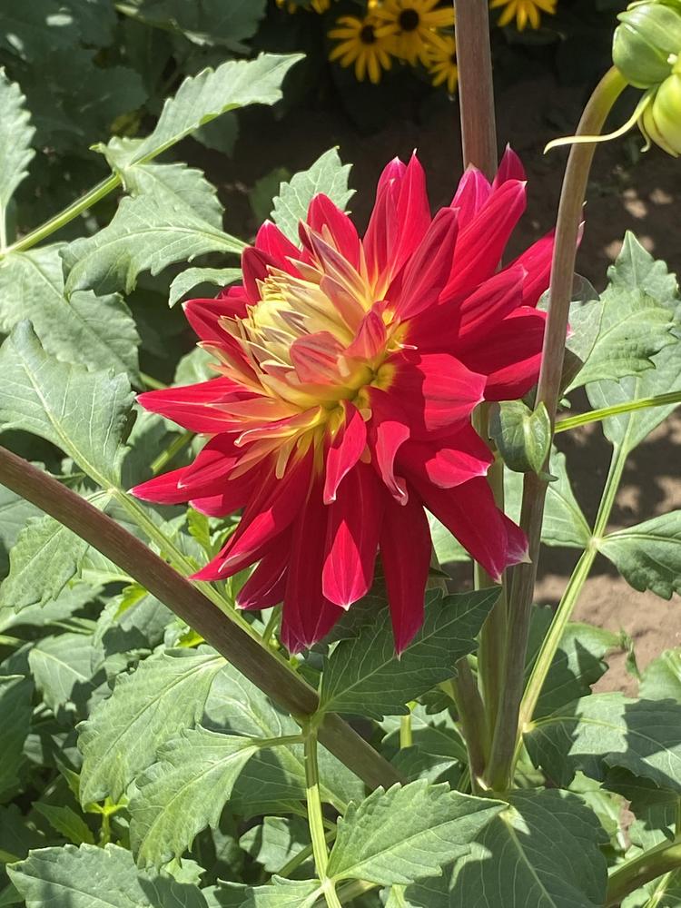 Hometown Hero Dahlia