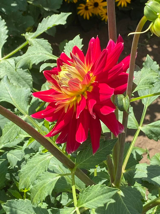 Hometown Hero Dahlia