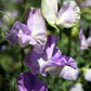 Jacqueline Ann Sweet Pea seeds online shopping