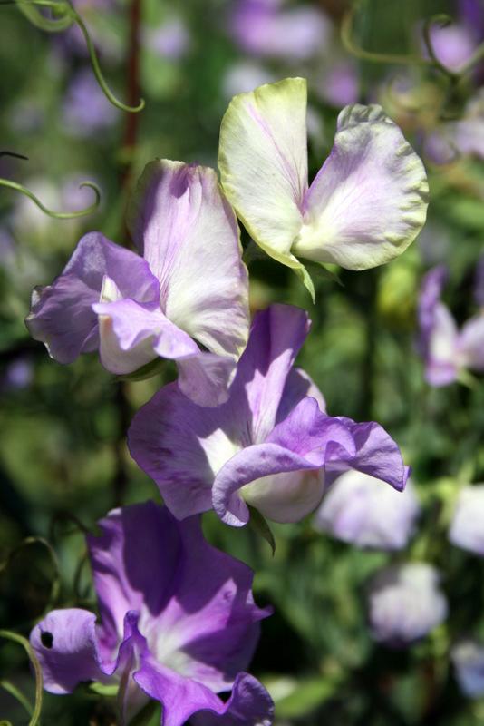 Jacqueline Ann Sweet Pea seeds online shopping