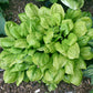 Lettuce Wrap Hosta Plants online shopping