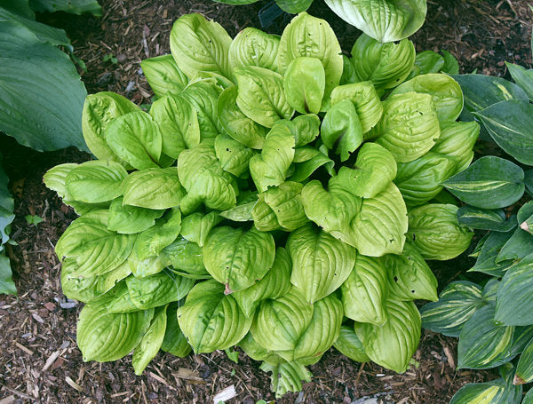 Lettuce Wrap Hosta Plants online shopping