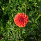 Lollipop Dahlia