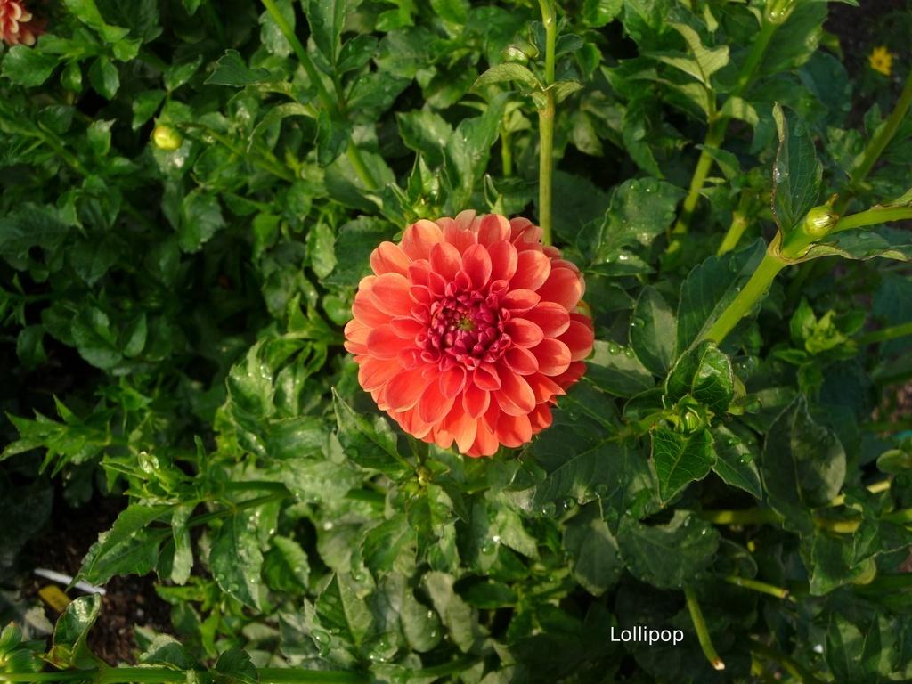 Lollipop Dahlia