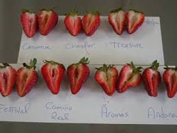 Camino Real Short Day Strawberry