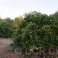 Cipo Sweet Orange Budwood citrus plant material online shopping