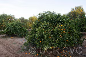 Cipo Sweet Orange Budwood citrus plant material online shopping