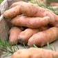 Pink Fir Apple Heritage Potato online shopping
