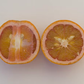 Rio Farms Vaniglia Pigmented Sweet Orange Budwood citrus plant material online shopping