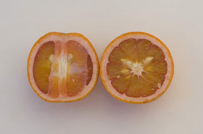 Rio Farms Vaniglia Pigmented Sweet Orange Budwood citrus plant material online shopping