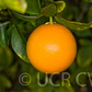 Carrizo Citrange Trifoliate Hybrid Budwood citrus plant material online shopping