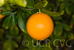 Carrizo Citrange Trifoliate Hybrid Budwood citrus plant material online shopping