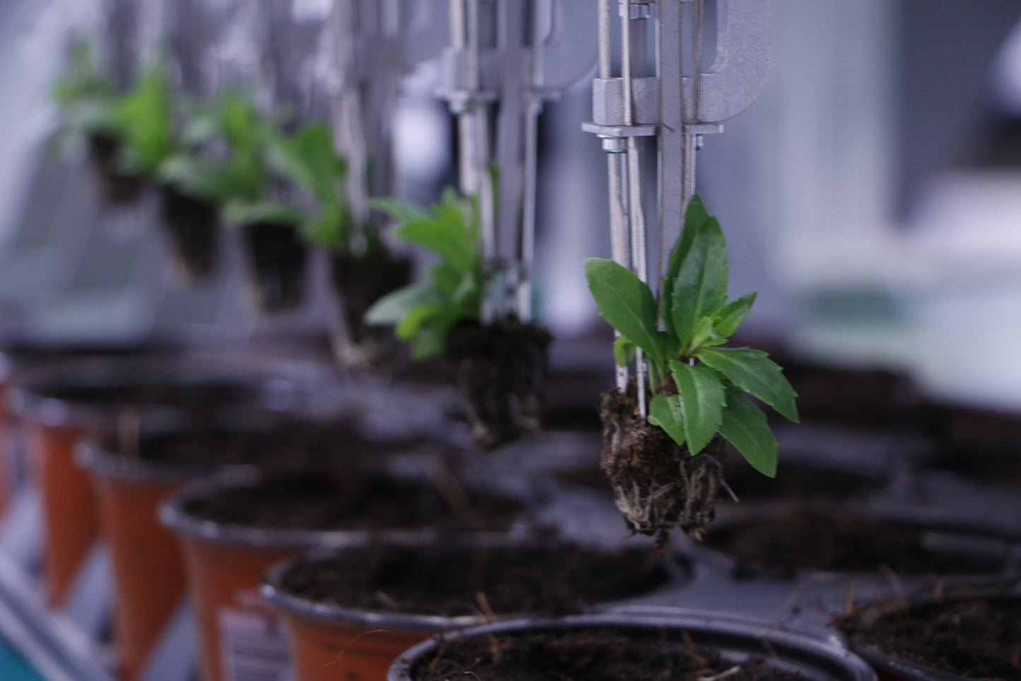 Viscon Pic O Mat Blueline Transplanter