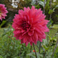 Fire Magic Dahlia