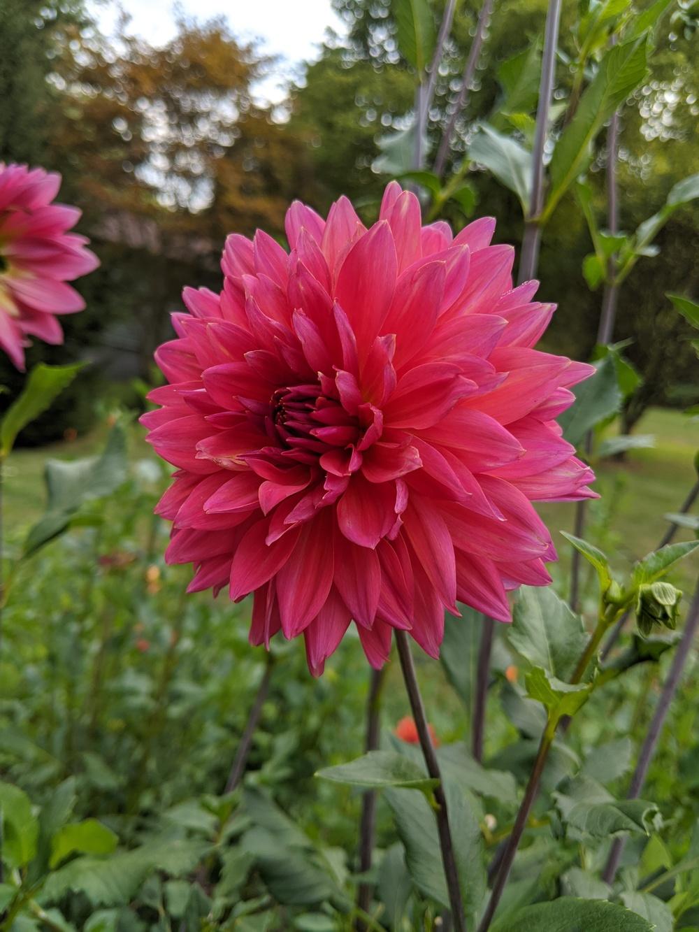 Fire Magic Dahlia