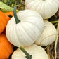 Moon Cake F1 Pumpkin