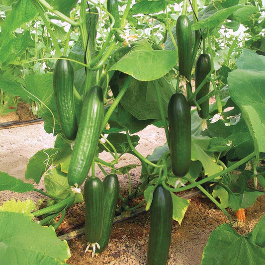 Manny F1 Cucumber Seeds online shopping
