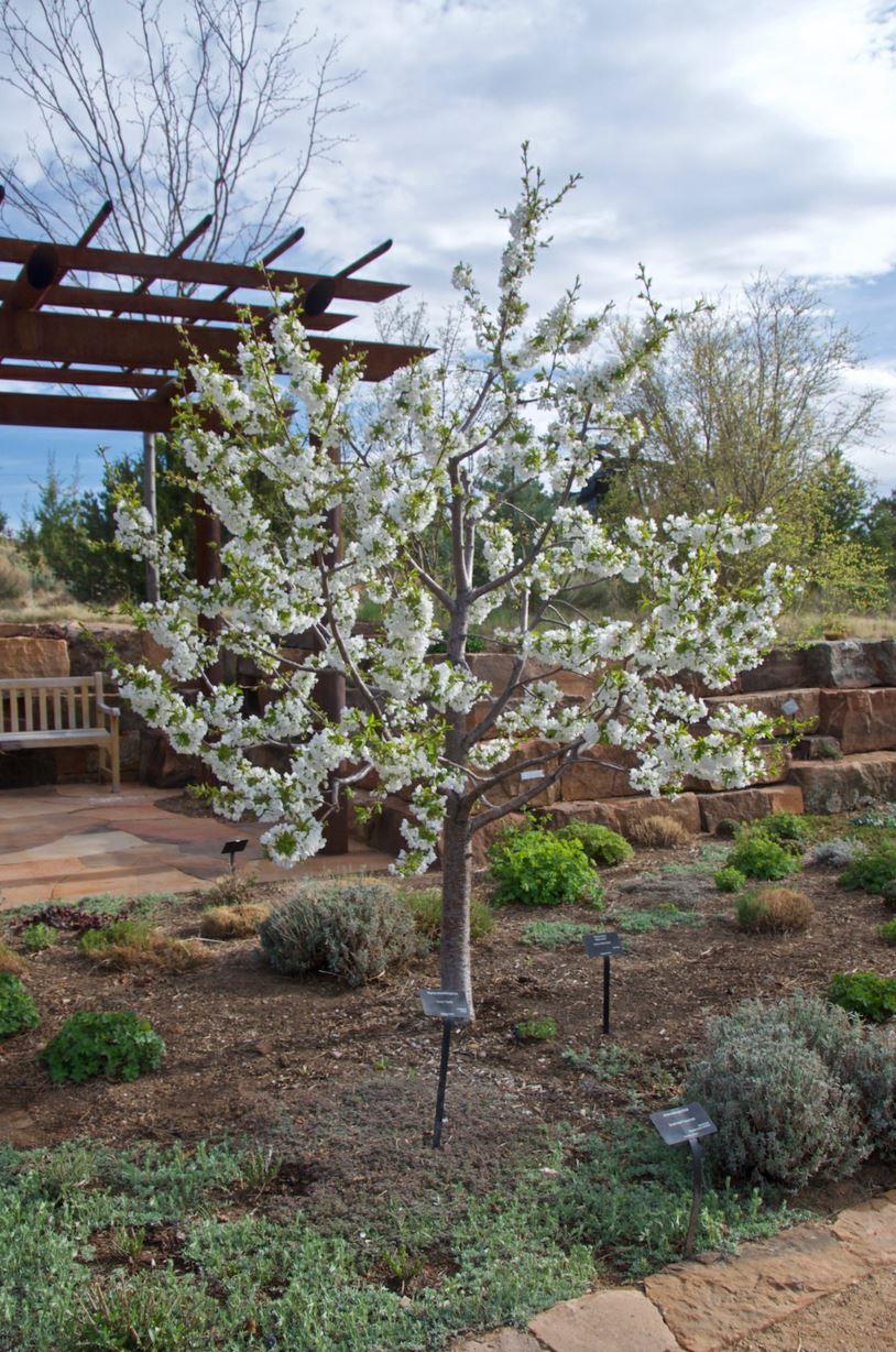 Black Gold™ Sweet Cherry