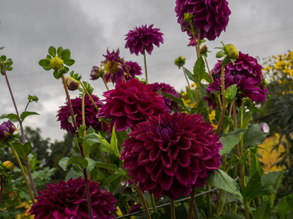 Purplicious Dahlia
