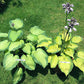 Old Glory Hosta Plants online shopping