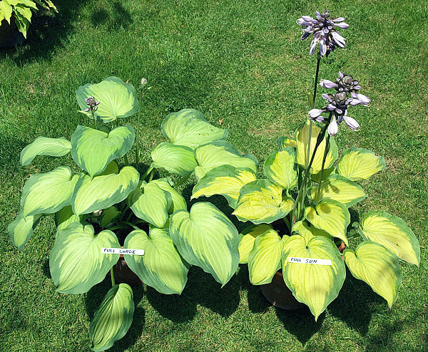 Old Glory Hosta Plants online shopping