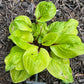 Lettuce Wrap Hosta Plants online shopping